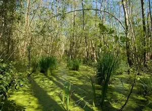 GR 8 - E5 forêt verdoyante