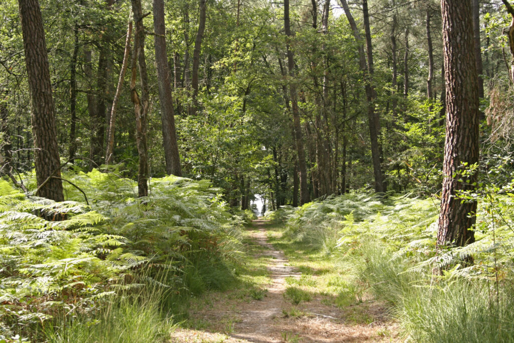 Guides locaux - Bannière photo d'un chemin en forêt