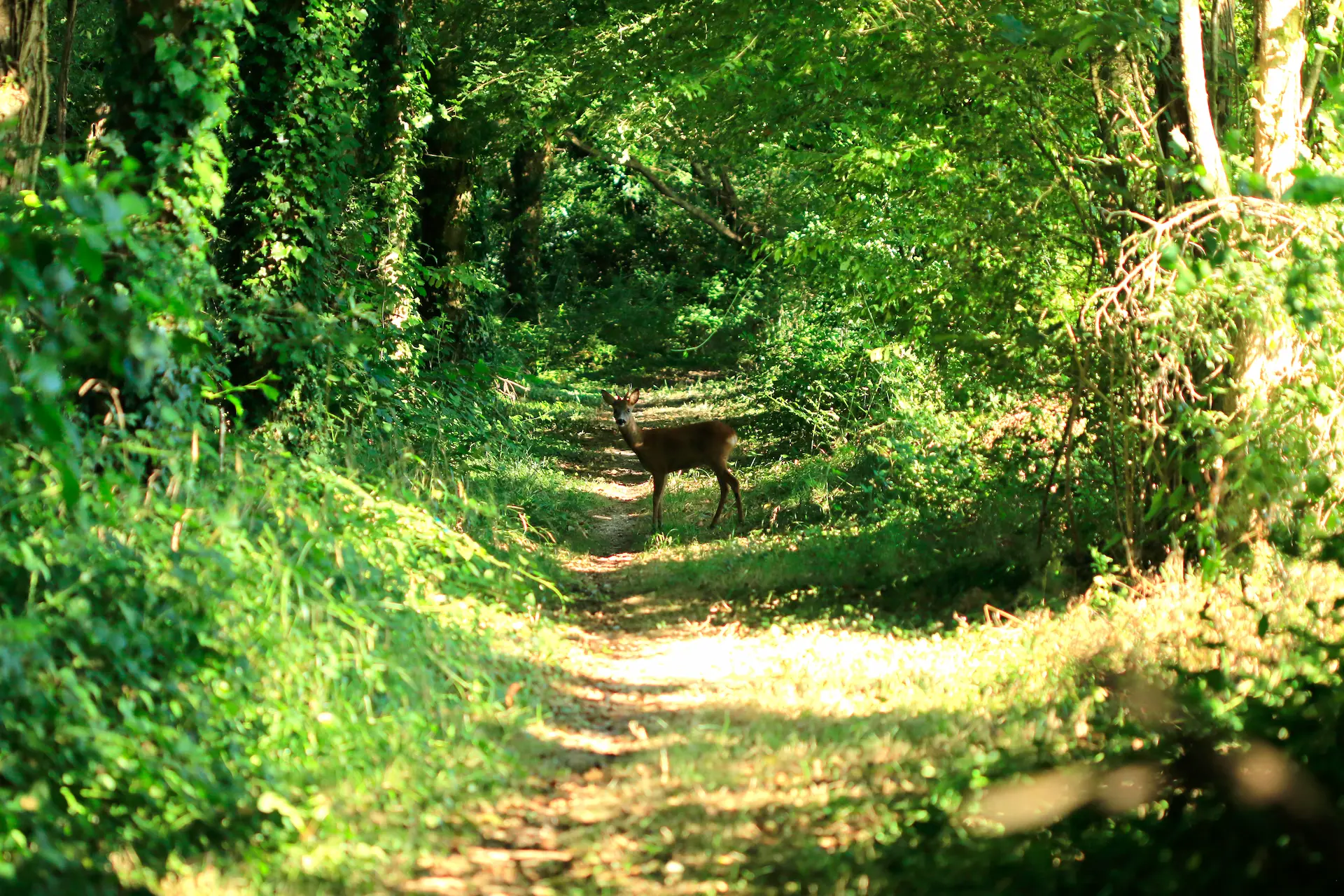 chevreuil dans la forêt